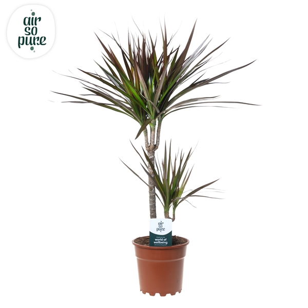 <h4>Dracaena Magenta p17 30+10 (Air So Pure)</h4>