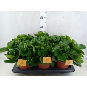 Peperomia obt. 'Green Gold'