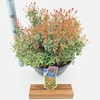 Pieris japonica Little Heath