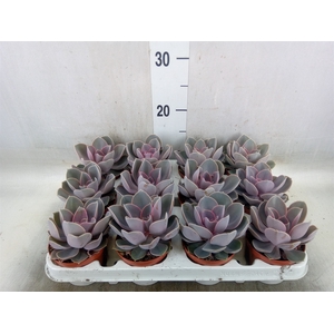 Echeveria  'Perle von Nurnberg'