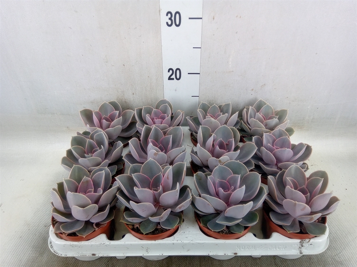 <h4>Echeveria  'Perle von Nurnberg'</h4>