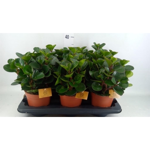 Peperomia obt. 'Burning Bush'