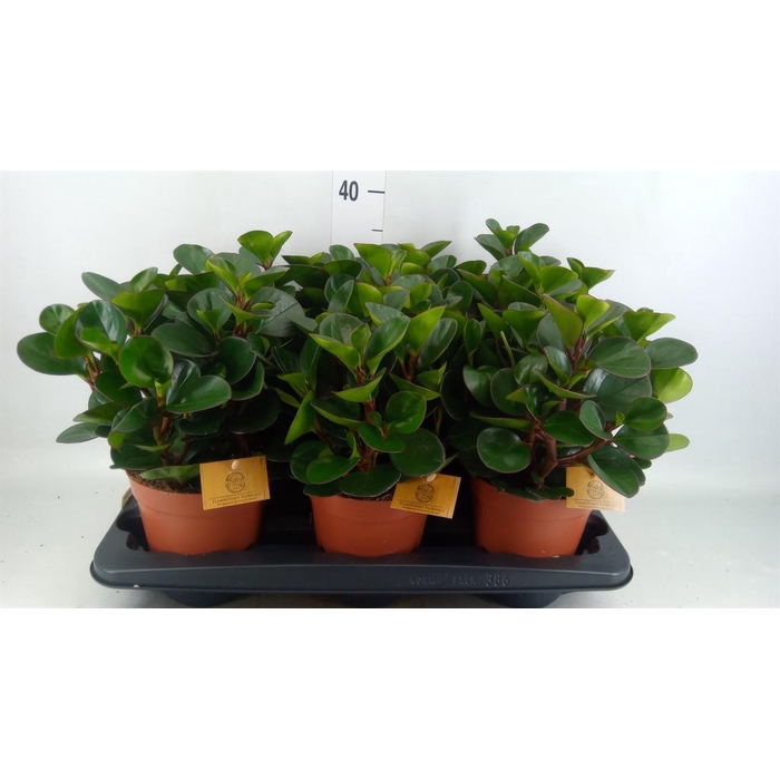 <h4>Peperomia obt. 'Burning Bush'</h4>
