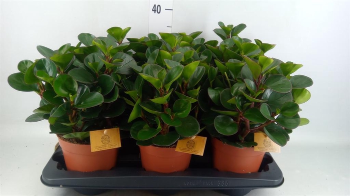 <h4>Peperomia obt. 'Burning Bush'</h4>