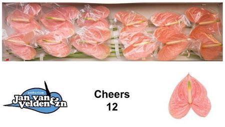 <h4>Anth A Cheers X12</h4>