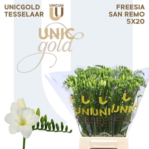 Fr En San Remo X20 Tesselaar