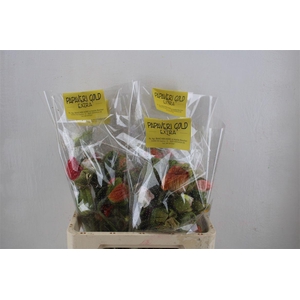 Papaver Mixed Extra P Stem