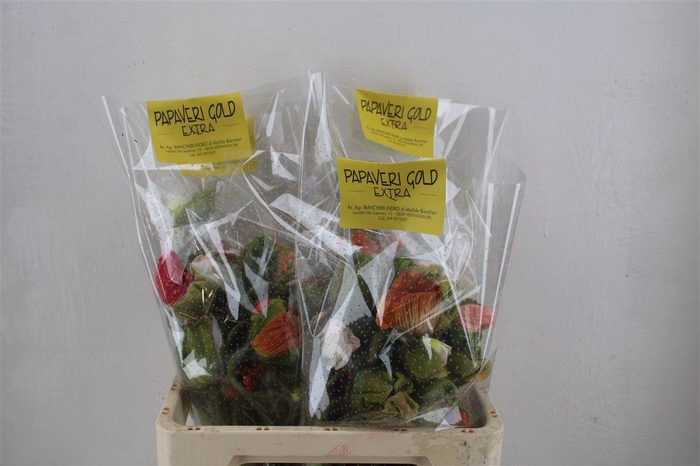 <h4>Papaver Mixed Extra P Stem</h4>