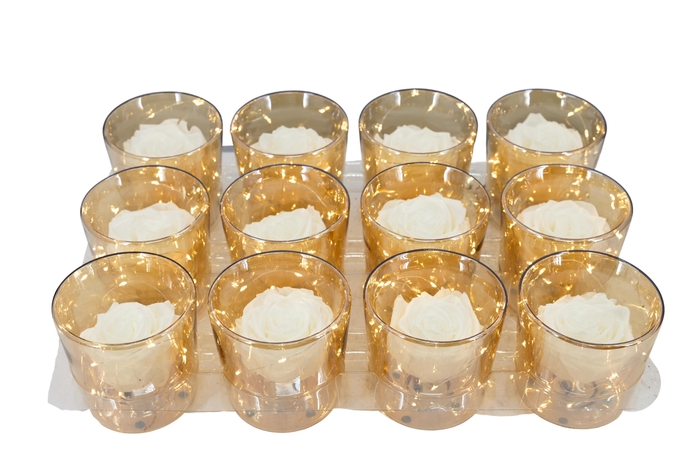 <h4>ARR ROSA POT H%</h4>