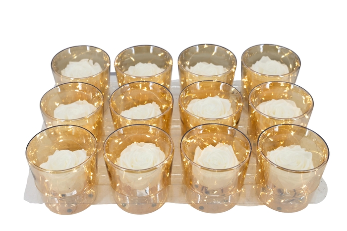 <h4>ARR ROSA POT H%</h4>