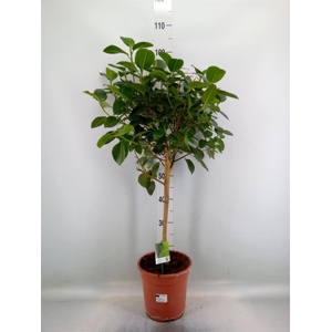 Ficus   ...