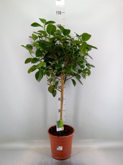 <h4>Ficus ...</h4>