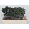 Anigozanthos Celebrations Firework