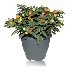 Solanum Pseudocapsicum Patio Pot