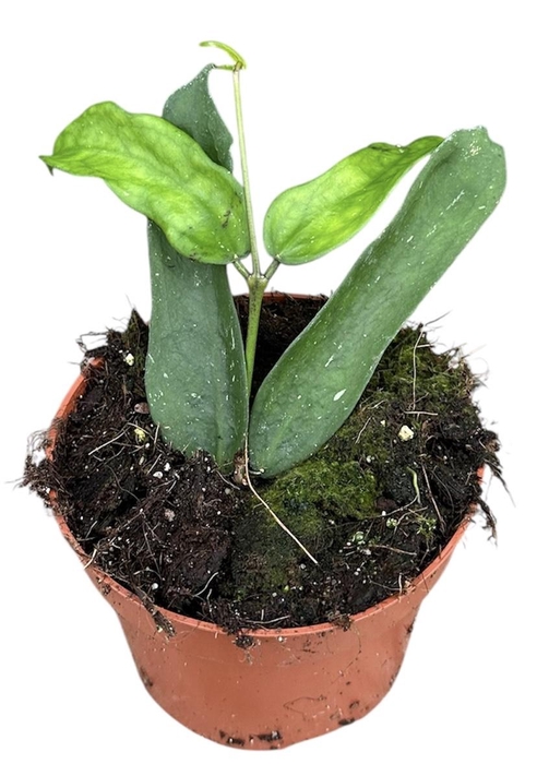 <h4>Hoya Pandurata</h4>