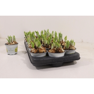 NARCISSUS TETE A TETE P9