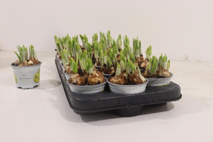 <h4>NARCISSUS TETE A TETE P9</h4>