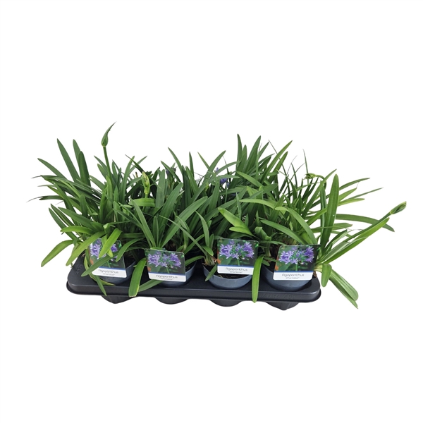 <h4>Agapanthus Charlotte blauw. pot 12 cm 2-5 knop in gewas</h4>
