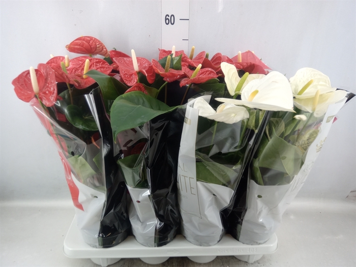 Anthurium   ...mix