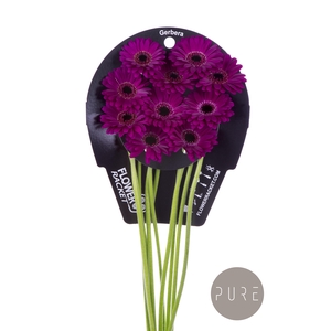 Germini Navy Flowerracket