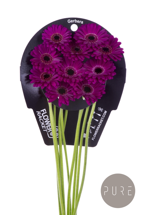 Germini Navy Flowerracket