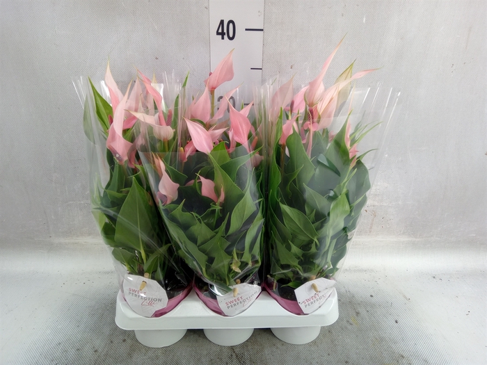 <h4>Anthurium andr. 'Lilli'</h4>