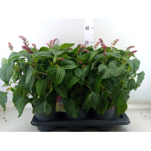 Salvia  'Salgoon Lake Flamingo'