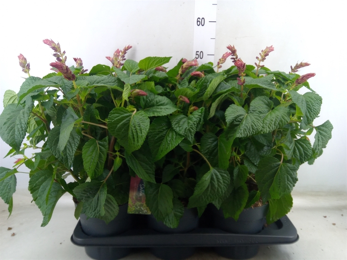 <h4>Salvia  'Salgoon Lake Flamingo'</h4>