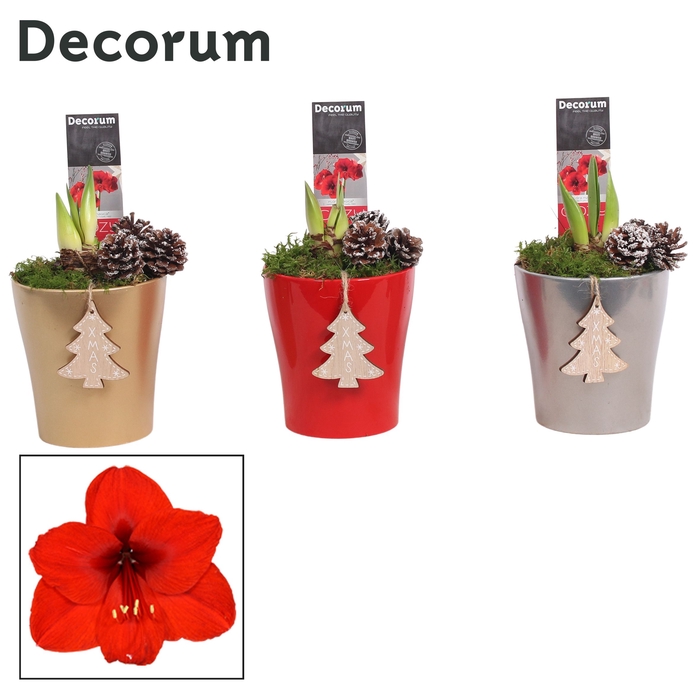 <h4>Hippeastrum Rood 2 Knop Amy KERST (Decorum)</h4>