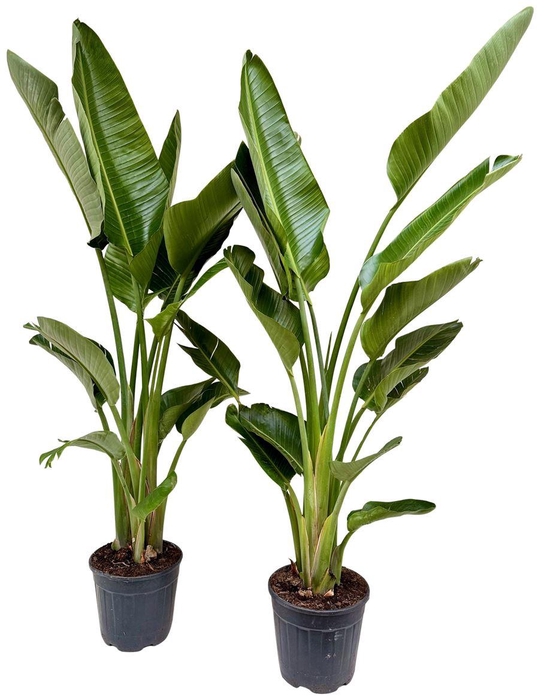<h4>Strelitzia nicolai P30 3PP XL</h4>
