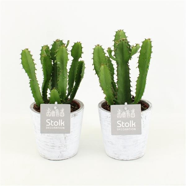 <h4>Euphorbia Triangularis 10,5 in White Wash pot</h4>