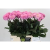 Dahlia Wizard of Oz