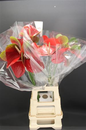 <h4>Anth A Red Amor</h4>