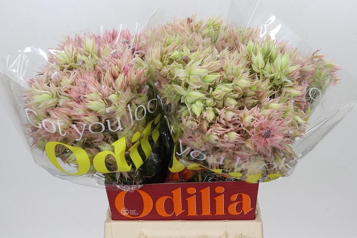 <h4>Blushing Bride Bridal Pink</h4>