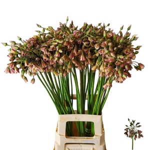 ALLIUM NECTAROSCORDUM NECTAROSCORDU