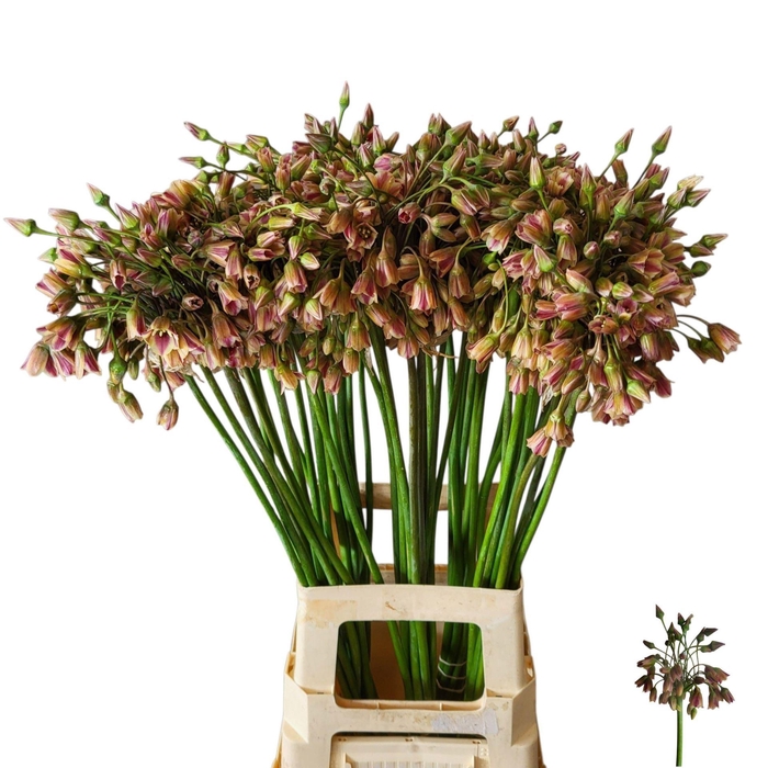 <h4>ALLIUM NECTAROSCORDUM NECTAROSCORDU</h4>