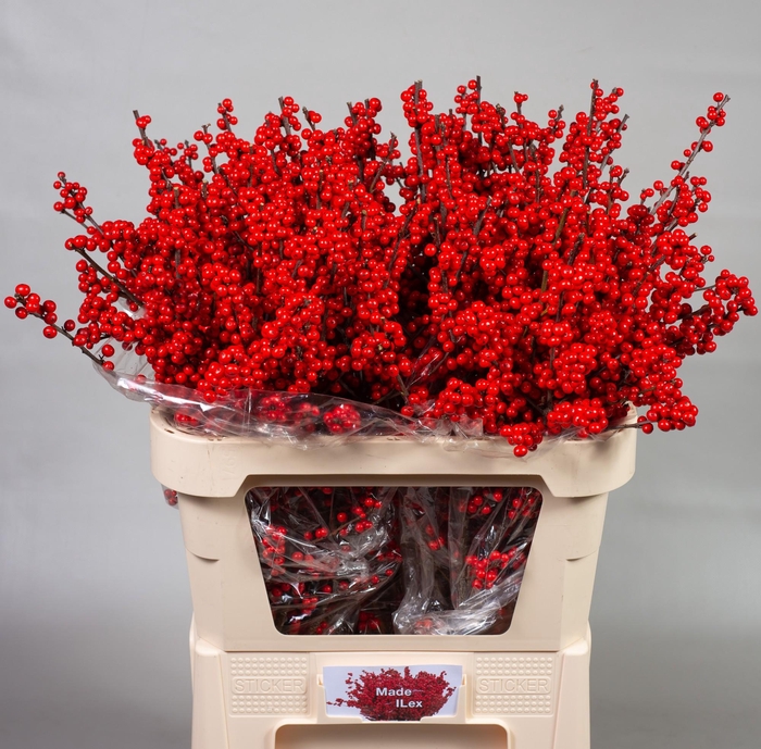 <h4>ILEX VE RODE BES</h4>