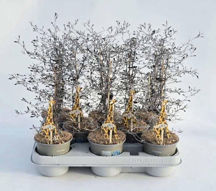 <h4>Corokia cotoneaster</h4>