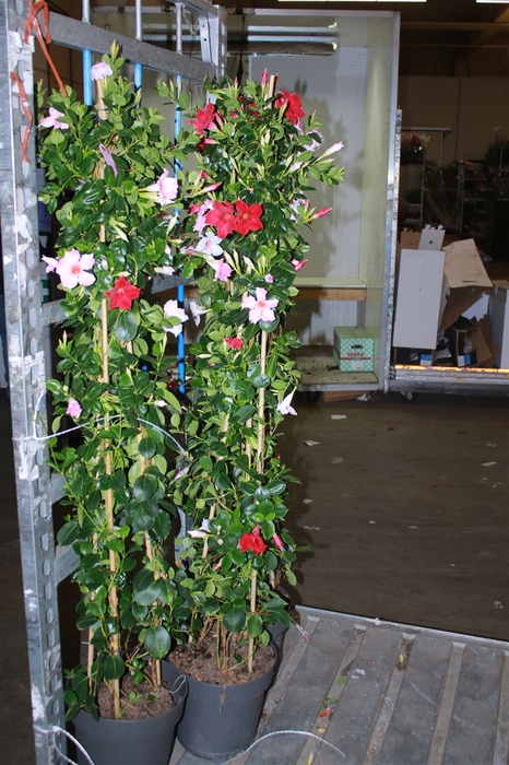 <h4>Mandevilla Carnaval Pyramide</h4>