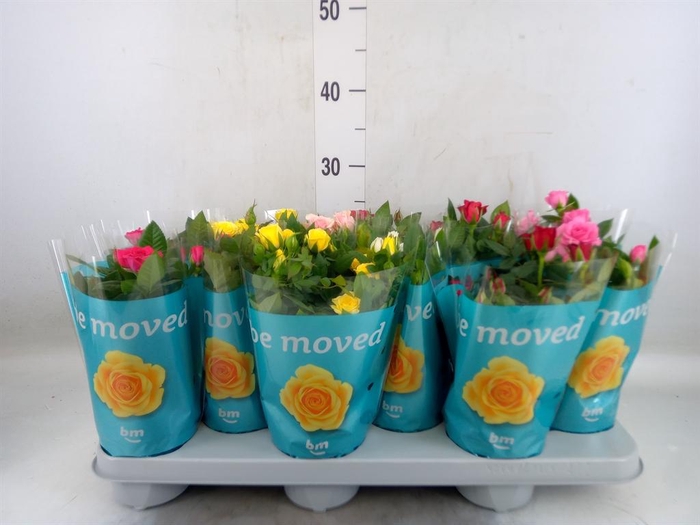 <h4>Rosa  'Beau Monde'   ...mix</h4>