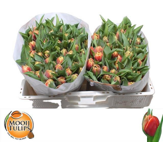 <h4>TU DU CONCORDE</h4>