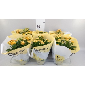 Kalanchoe  'MoreFlow Lausanne'