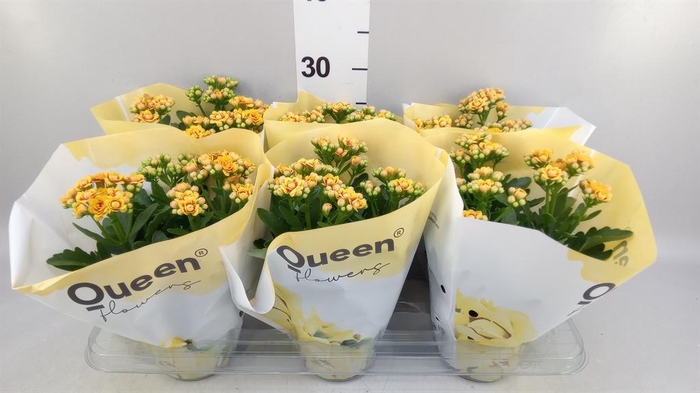 <h4>Kalanchoe  'MoreFlow Lausanne'</h4>