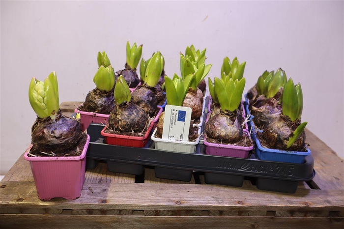 <h4>Hyacin Gem 5 Kl</h4>