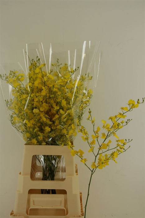 <h4>Oncidium Honey Angel M</h4>