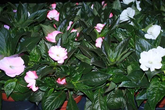 <h4>Impatiens Ng Mixkar 4 Kleuren</h4>