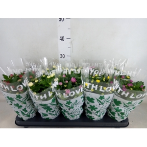 Chrysanthemum   ..mix 5
