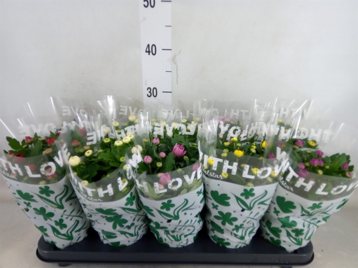 <h4>Chrysanthemum   ..mix 5</h4>