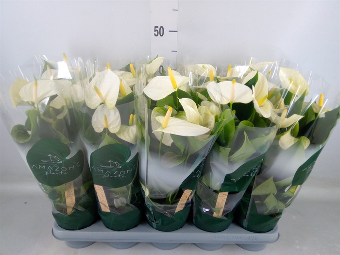 <h4>Anthurium andr. 'Samora'</h4>