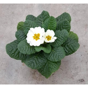 PRIMULA AC CAIRO WHITE P10.5